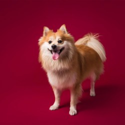 Beauty 2.78mx11m Seamless Background Paper (#27 Flame Maroon) Beauty 2.78mx11m Seamless Background Paper (#27 Flame Maroon)